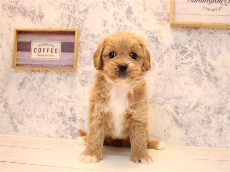 埼玉県のペキプー(ペキニーズ×プードル) (ワンラブ埼玉寄居店/2025年10月20日生まれ/女の子/アプリコットホワイト)の子犬の2枚目の画像