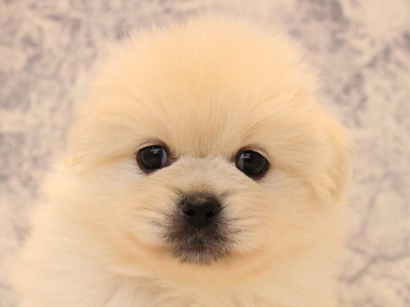 千葉県のペキポメ/ポメペキ(ペキニーズ×ポメラニアン) (ワンラブカインズ幕張店/2025年10月21日生まれ/男の子/クリーム)の子犬の1枚目の画像