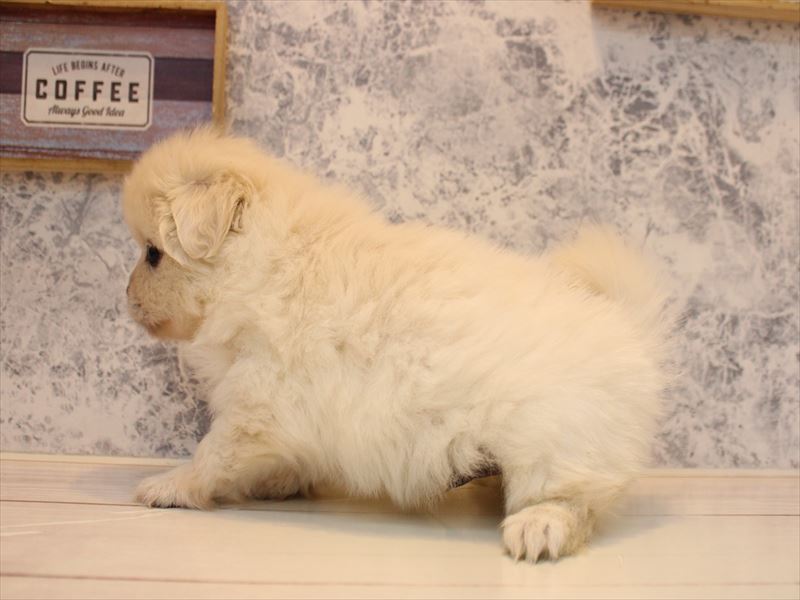 千葉県のペキポメ/ポメペキ(ペキニーズ×ポメラニアン) (ワンラブカインズ幕張店/2025年10月21日生まれ/男の子/クリーム)の子犬の3枚目の画像