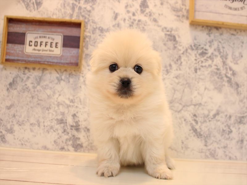 千葉県のペキポメ/ポメペキ(ペキニーズ×ポメラニアン) (ワンラブカインズ幕張店/2025年10月21日生まれ/男の子/クリーム)の子犬の2枚目の画像