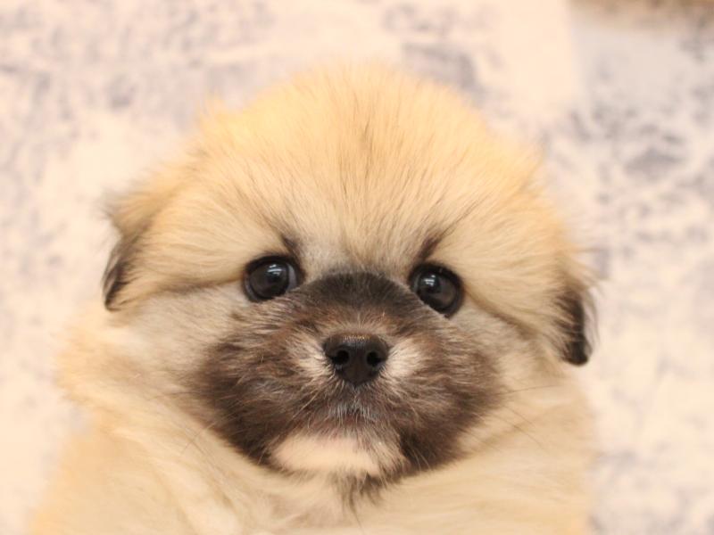 埼玉県のペキポメ/ポメペキ(ペキニーズ×ポメラニアン) (ワンラブカインズ本庄早稲田店/2025年10月21日生まれ/男の子/フォーン)の子犬の1枚目の画像
