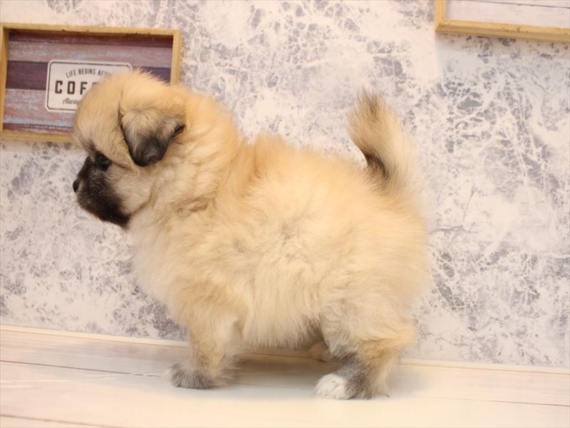 埼玉県のペキポメ/ポメペキ(ペキニーズ×ポメラニアン) (ワンラブカインズ本庄早稲田店/2025年10月21日生まれ/男の子/フォーン)の子犬の3枚目の画像