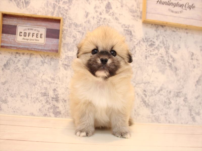 埼玉県のペキポメ/ポメペキ(ペキニーズ×ポメラニアン) (ワンラブカインズ本庄早稲田店/2025年10月21日生まれ/男の子/フォーン)の子犬の2枚目の画像