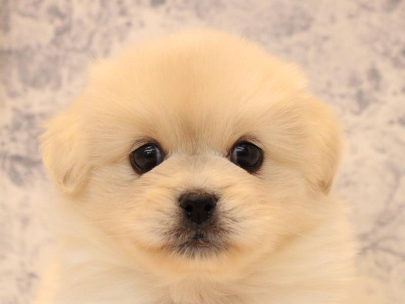 埼玉県のペキポメ/ポメペキ(ペキニーズ×ポメラニアン) (ワンラブ埼玉寄居店/2025年10月21日生まれ/女の子/クリーム)の子犬の1枚目の画像