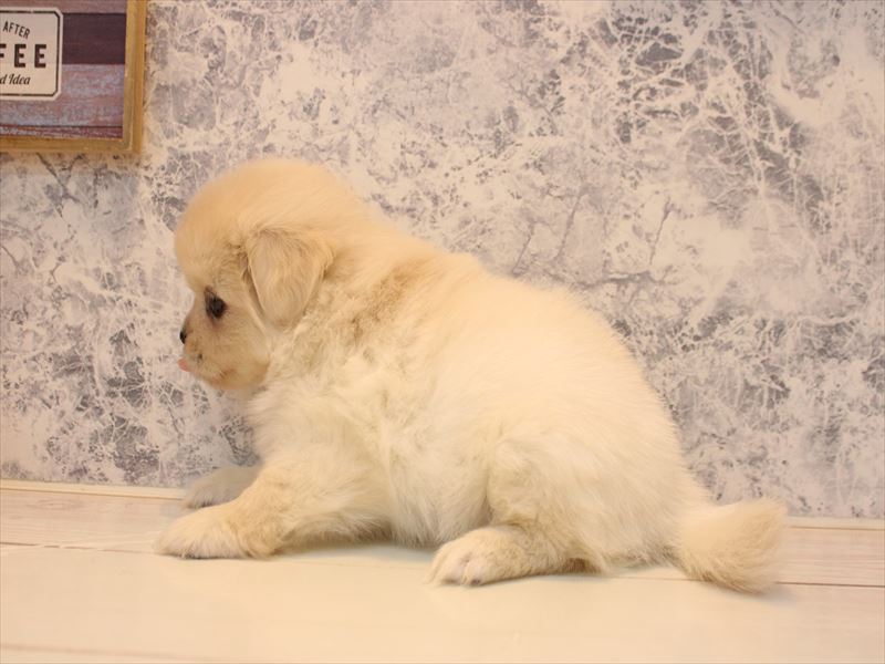 埼玉県のペキポメ/ポメペキ(ペキニーズ×ポメラニアン) (ワンラブ埼玉寄居店/2025年10月21日生まれ/女の子/クリーム)の子犬の3枚目の画像