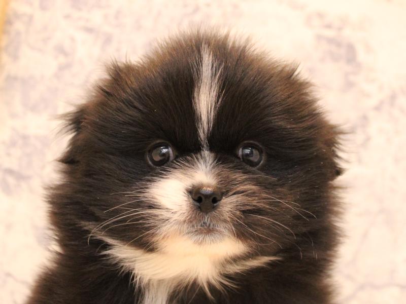 千葉県のペキポメ/ポメペキ(ペキニーズ×ポメラニアン) (ワンラブイオンフードスタイル新松戸店/2025年10月21日生まれ/女の子/ブラックホワイト)の子犬の1枚目の画像