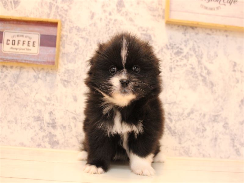 千葉県のペキポメ/ポメペキ(ペキニーズ×ポメラニアン) (ワンラブイオンフードスタイル新松戸店/2025年10月21日生まれ/女の子/ブラックホワイト)の子犬の2枚目の画像