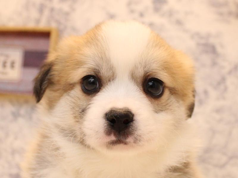 神奈川県のハーフ犬・ミックス犬 (ワンラブららぽーと海老名店/2025年10月20日生まれ/男の子/セーブルホワイト)の子犬の1枚目の画像