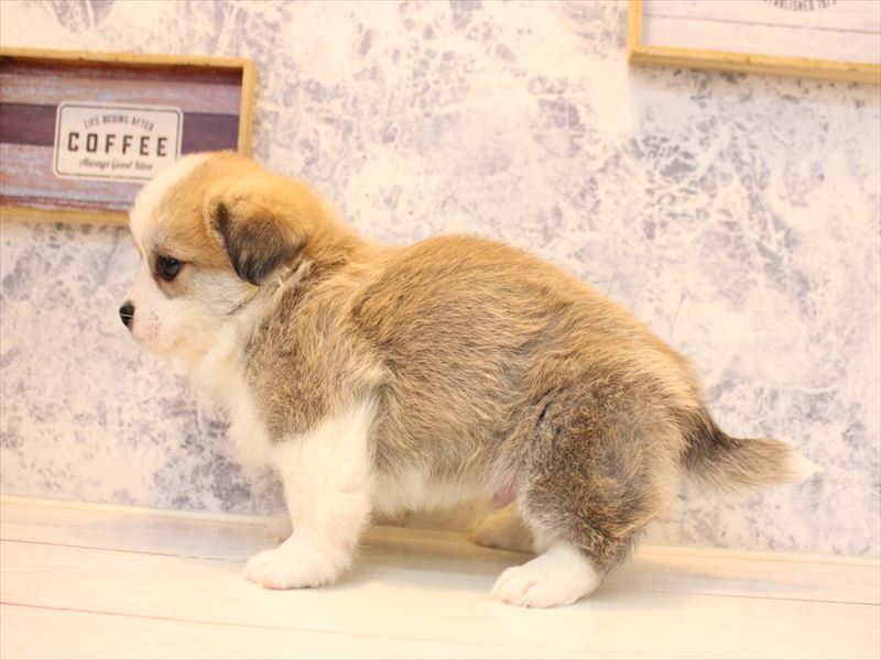 神奈川県のハーフ犬・ミックス犬 (ワンラブららぽーと海老名店/2025年10月20日生まれ/男の子/セーブルホワイト)の子犬の3枚目の画像