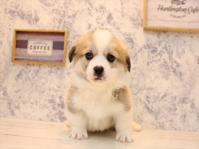 神奈川県のハーフ犬・ミックス犬 (ワンラブららぽーと海老名店/2025年10月20日生まれ/男の子/セーブルホワイト)の子犬の2枚目の画像