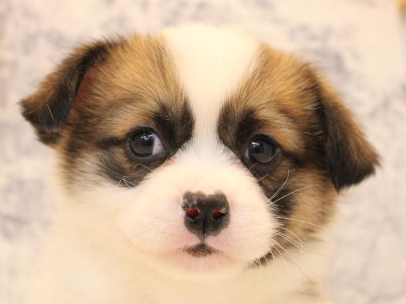 埼玉県のハーフ犬・ミックス犬 (ワンラブ西武所沢ワルツ店/2025年10月20日生まれ/男の子/セーブルホワイト)の子犬の1枚目の画像