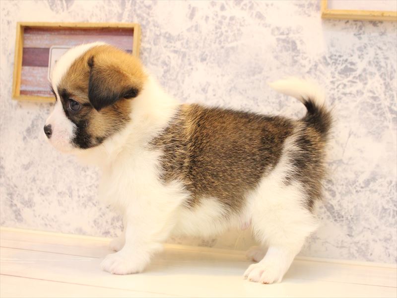 埼玉県のハーフ犬・ミックス犬 (ワンラブ西武所沢ワルツ店/2025年10月20日生まれ/男の子/セーブルホワイト)の子犬の3枚目の画像