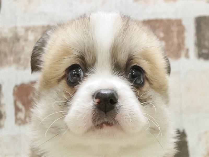 愛知県のハーフ犬・ミックス犬 (ワンラブららぽーと愛知東郷店/2025年10月20日生まれ/男の子/セーブルホワイト)の子犬の1枚目の画像