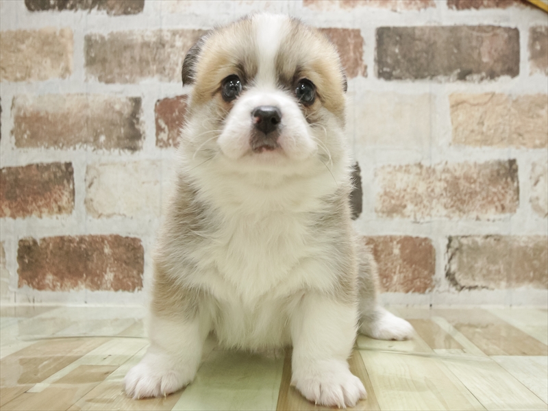 愛知県のハーフ犬・ミックス犬 (ワンラブららぽーと愛知東郷店/2025年10月20日生まれ/男の子/セーブルホワイト)の子犬の3枚目の画像