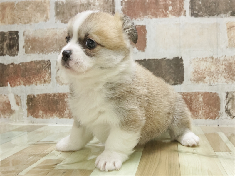 愛知県のハーフ犬・ミックス犬 (ワンラブららぽーと愛知東郷店/2025年10月20日生まれ/男の子/セーブルホワイト)の子犬の2枚目の画像