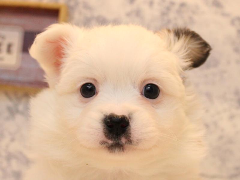 新潟県のハーフ犬・ミックス犬 (ワンラブ長岡 リナシエKITAMACHI店/2025年10月20日生まれ/女の子/セーブルホワイト)の子犬の1枚目の画像