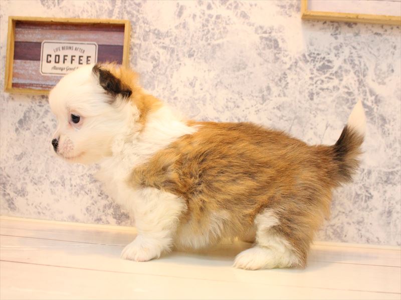 新潟県のハーフ犬・ミックス犬 (ワンラブ長岡 リナシエKITAMACHI店/2025年10月20日生まれ/女の子/セーブルホワイト)の子犬の3枚目の画像