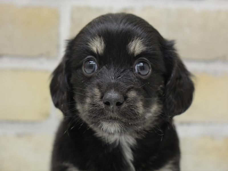 福岡県のチワックス(チワワ×ダックス) (ワンラブＭＥＧＡドン・キホーテ福岡福重店/2025年10月21日生まれ/女の子/ブラックタン)の子犬