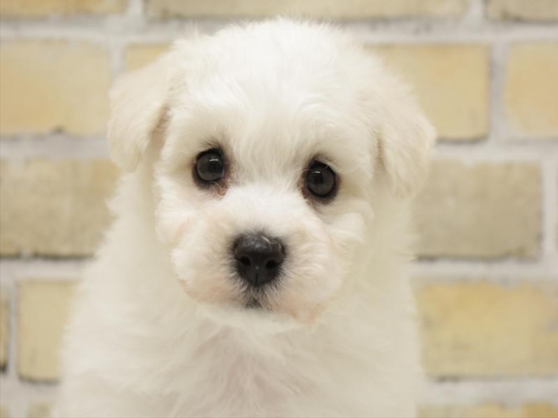 福岡県のビションフリーゼ (ワンラブ九州統括管理センター/2025年10月17日生まれ/男の子/ホワイト)の子犬