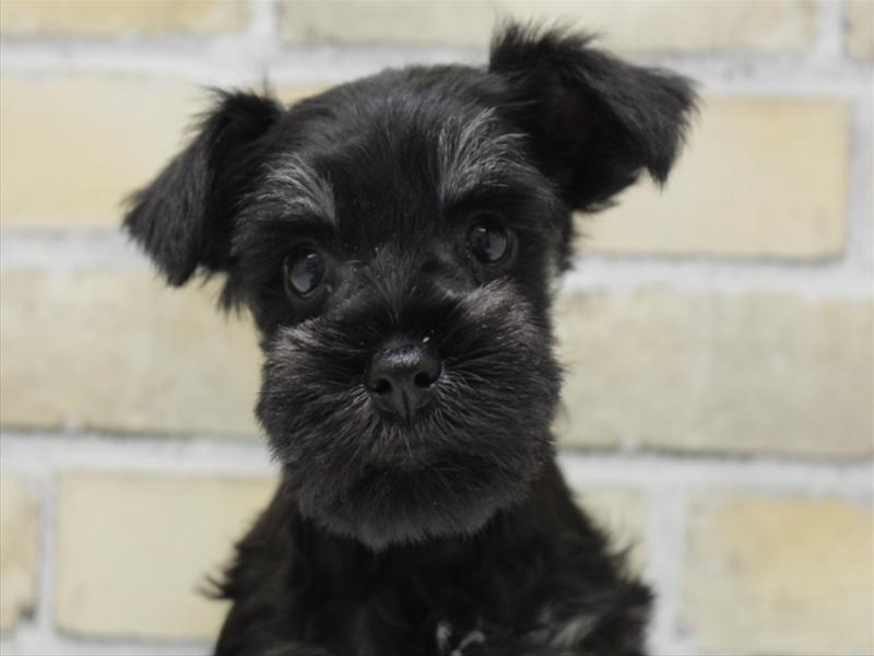 福岡県のミニチュアシュナウザー (ワンラブ福岡総本店/2025年10月20日生まれ/男の子/ブラックシルバー)の子犬の1枚目の画像