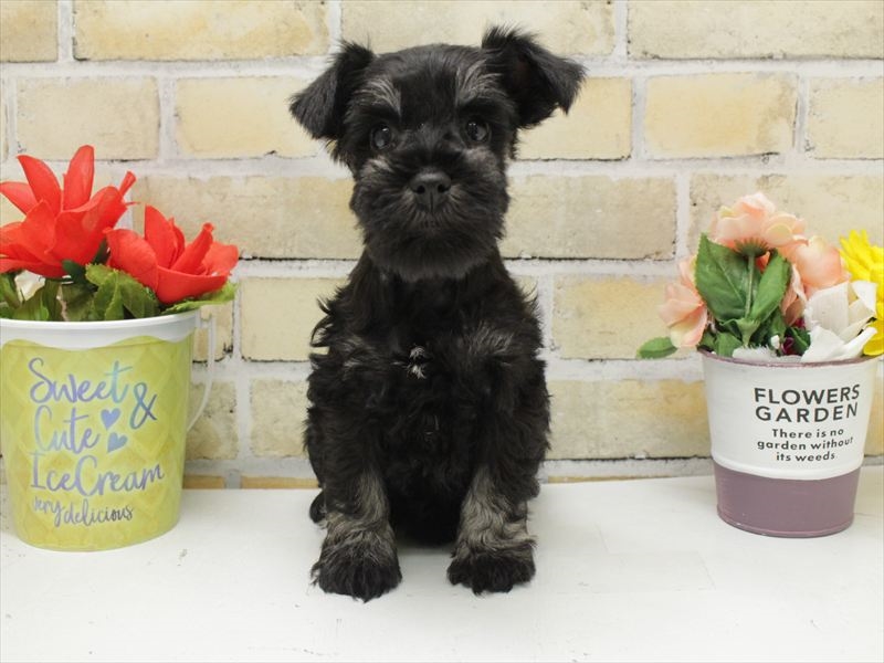 福岡県のミニチュアシュナウザー (ワンラブ福岡総本店/2025年10月20日生まれ/男の子/ブラックシルバー)の子犬の3枚目の画像