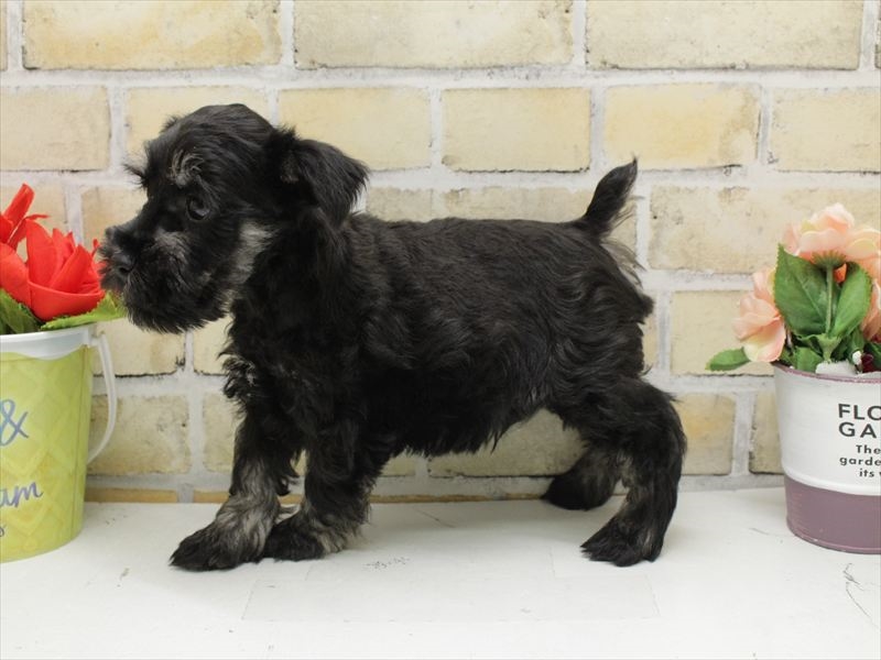 福岡県のミニチュアシュナウザー (ワンラブ福岡総本店/2025年10月20日生まれ/男の子/ブラックシルバー)の子犬の2枚目の画像