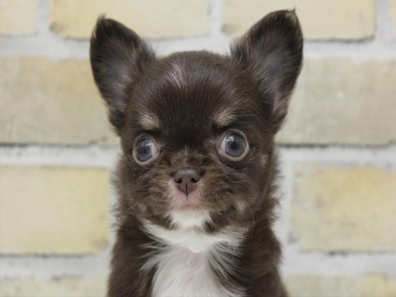 大分県のチワワ(ロング) (ワンラブゆめタウン別府店/2025年10月21日生まれ/男の子/チョコレートタンホワイト)の子犬の1枚目の画像