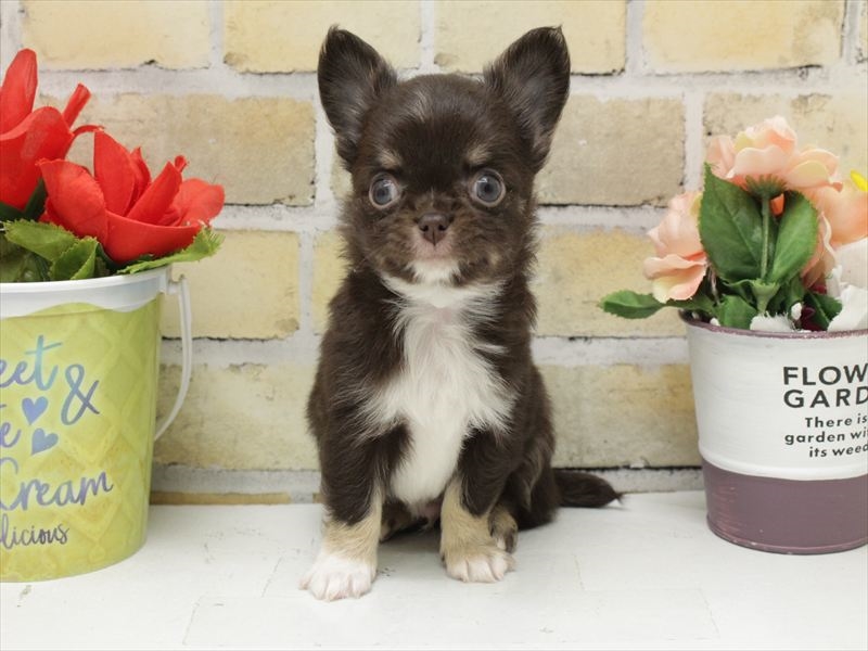 大分県のチワワ(ロング) (ワンラブゆめタウン別府店/2025年10月21日生まれ/男の子/チョコレートタンホワイト)の子犬の3枚目の画像