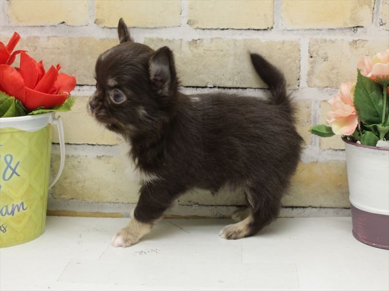 大分県のチワワ(ロング) (ワンラブゆめタウン別府店/2025年10月21日生まれ/男の子/チョコレートタンホワイト)の子犬の2枚目の画像