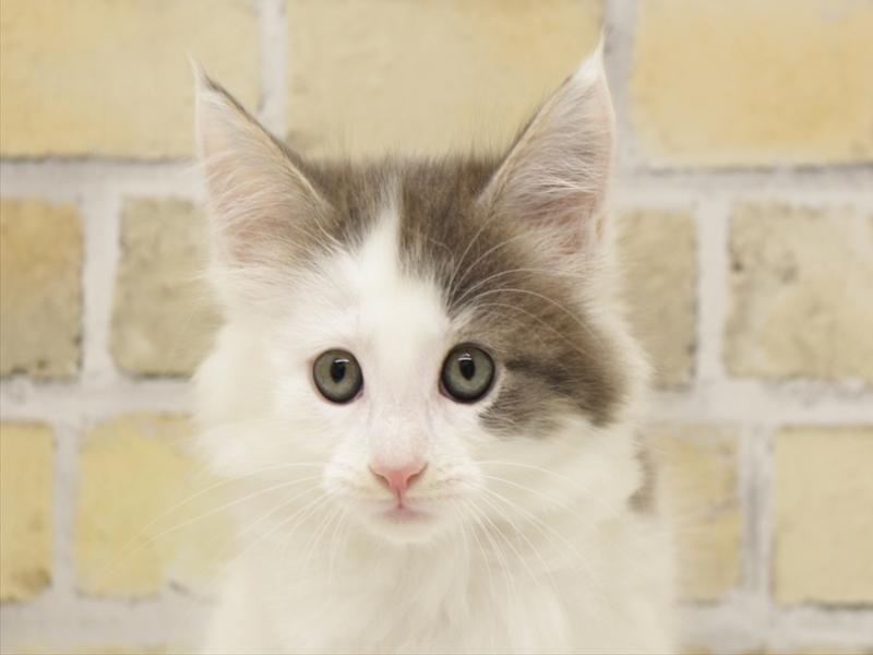 広島県のメインクーン (ワンラブカインズ広島LECT店/2025年10月21日生まれ/女の子/ブルーパッチドタビーホワイト)の子猫の1枚目の画像