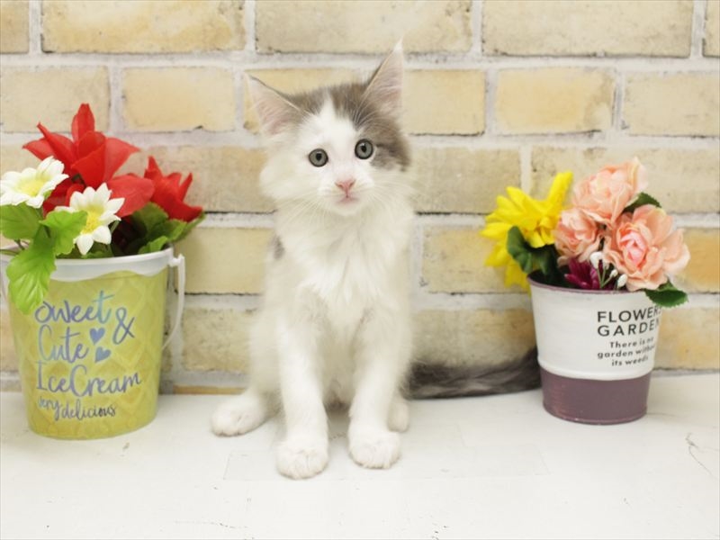 広島県のメインクーン (ワンラブカインズ広島LECT店/2025年10月21日生まれ/女の子/ブルーパッチドタビーホワイト)の子猫の3枚目の画像