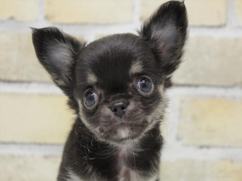 熊本県のチワワ(ロング) (ワンラブゆめタウン光の森店/2025年10月19日生まれ/男の子/ブラックタンホワイト)の子犬