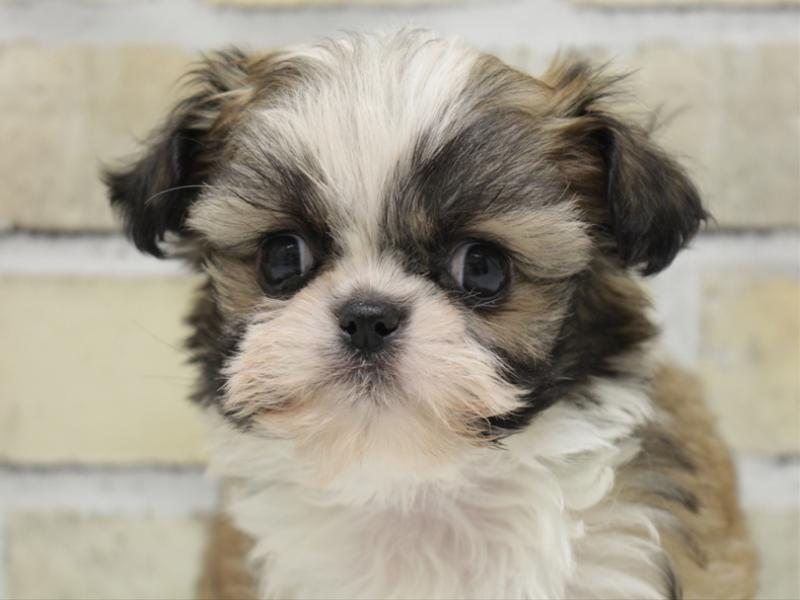 広島県のチワズー/チワシーズ(チワワ×シーズー) (ワンラブ福山ポートプラザ天満屋店/2025年10月19日生まれ/男の子/ゴールドホワイト)の子犬の1枚目の画像