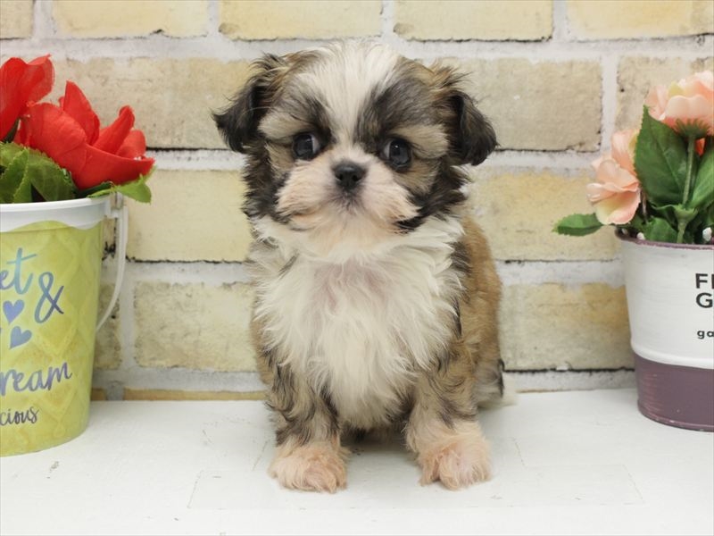 広島県のチワズー/チワシーズ(チワワ×シーズー) (ワンラブ福山ポートプラザ天満屋店/2025年10月19日生まれ/男の子/ゴールドホワイト)の子犬の3枚目の画像