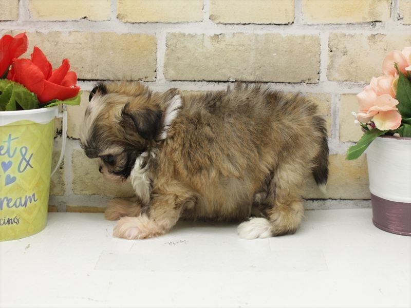 広島県のチワズー/チワシーズ(チワワ×シーズー) (ワンラブ福山ポートプラザ天満屋店/2025年10月19日生まれ/男の子/ゴールドホワイト)の子犬の2枚目の画像