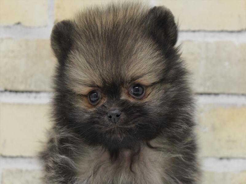 福岡県のポメラニアン (ワンラブ福岡総本店/2025年10月18日生まれ/男の子/オレンジセーブル)の子犬の1枚目の画像