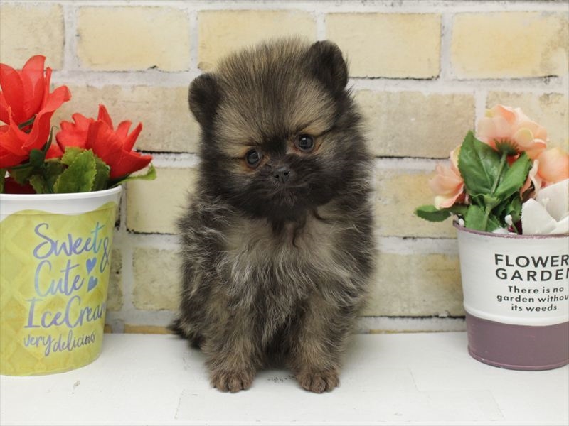 福岡県のポメラニアン (ワンラブ福岡総本店/2025年10月18日生まれ/男の子/オレンジセーブル)の子犬の3枚目の画像