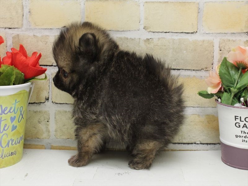 福岡県のポメラニアン (ワンラブ福岡総本店/2025年10月18日生まれ/男の子/オレンジセーブル)の子犬の2枚目の画像