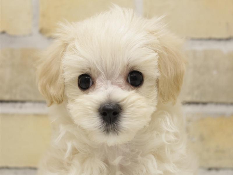 福岡県のマルプー(マルチーズ×プードル) (ワンラブ福岡総本店/2025年10月21日生まれ/女の子/クリーム)の子犬の1枚目の画像