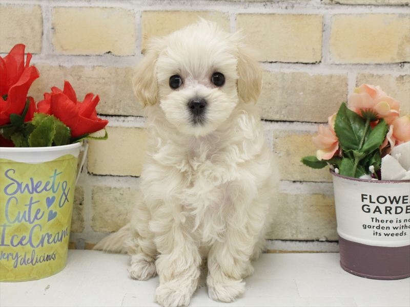 福岡県のマルプー(マルチーズ×プードル) (ワンラブ福岡総本店/2025年10月21日生まれ/女の子/クリーム)の子犬の3枚目の画像