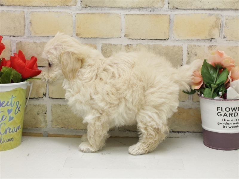 福岡県のマルプー(マルチーズ×プードル) (ワンラブ福岡総本店/2025年10月21日生まれ/女の子/クリーム)の子犬の2枚目の画像