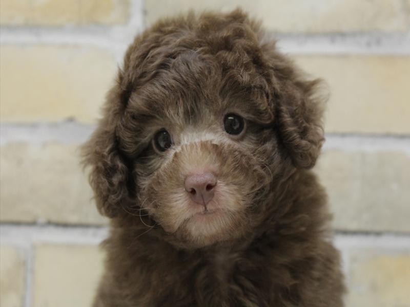 熊本県のトイプードル(タイニー) (ワンラブゆめタウン光の森店/2025年10月19日生まれ/女の子/ブラウン)の子犬の1枚目の画像