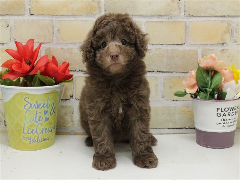 熊本県のトイプードル(タイニー) (ワンラブゆめタウン光の森店/2025年10月19日生まれ/女の子/ブラウン)の子犬の3枚目の画像