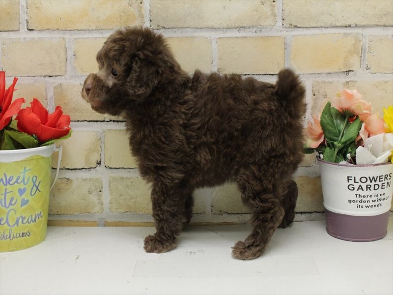 熊本県のトイプードル(タイニー) (ワンラブゆめタウン光の森店/2025年10月19日生まれ/女の子/ブラウン)の子犬の2枚目の画像