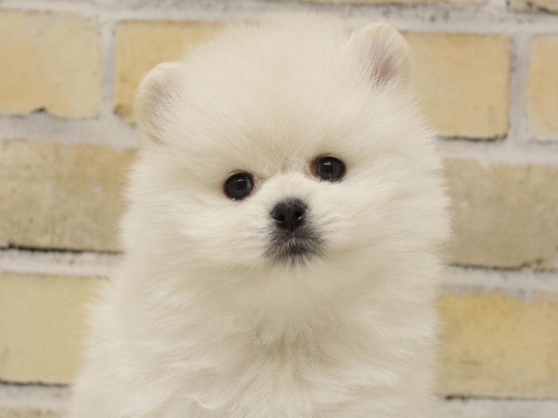 広島県のポメラニアン (ワンラブカインズ広島LECT店/2025年10月18日生まれ/男の子/クリーム)の子犬の1枚目の画像