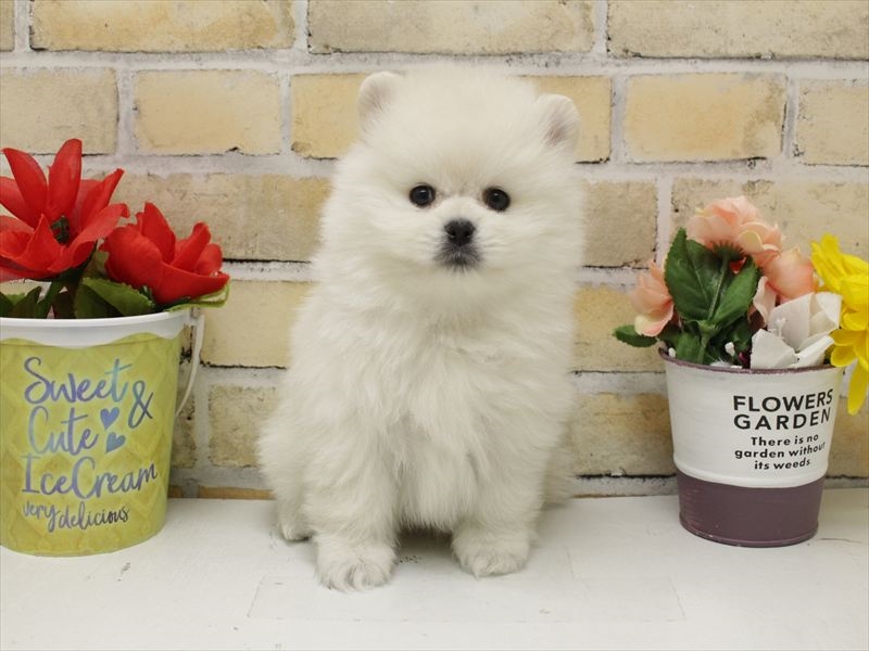 広島県のポメラニアン (ワンラブカインズ広島LECT店/2025年10月18日生まれ/男の子/クリーム)の子犬の3枚目の画像