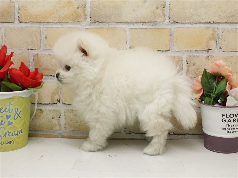 広島県のポメラニアン (ワンラブカインズ広島LECT店/2025年10月18日生まれ/男の子/クリーム)の子犬の2枚目の画像