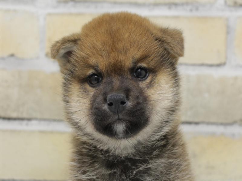 福岡県の柴犬(標準サイズ) (ワンラブ福岡総本店/2025年10月20日生まれ/男の子/赤)の子犬の1枚目の画像