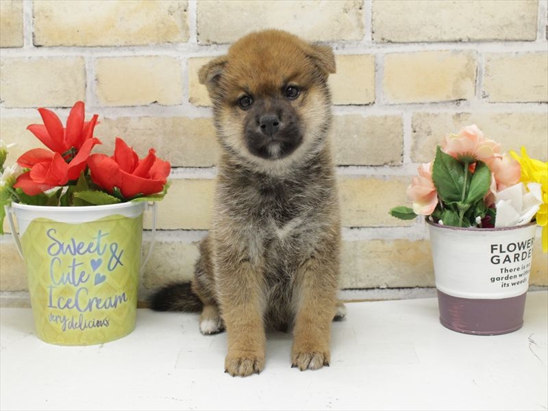 福岡県の柴犬(標準サイズ) (ワンラブ福岡総本店/2025年10月20日生まれ/男の子/赤)の子犬の3枚目の画像