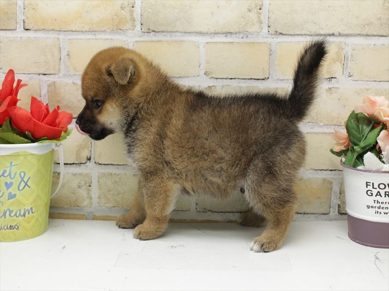 福岡県の柴犬(標準サイズ) (ワンラブ福岡総本店/2025年10月20日生まれ/男の子/赤)の子犬の2枚目の画像